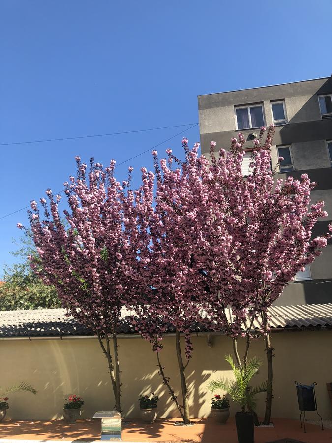 Mosoly Apartman Seghedin Exterior foto